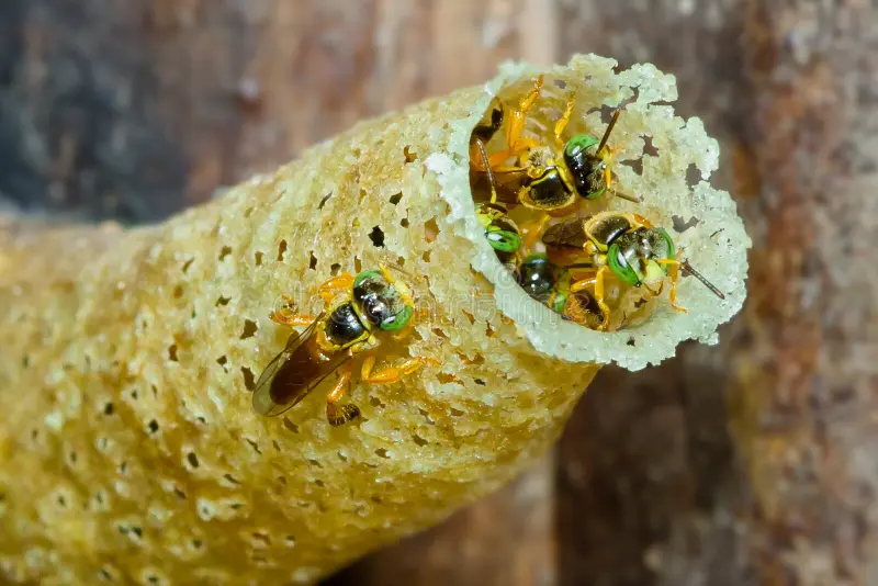 ¡Revolución en el Amazonas! Abejas sin aguijón, pioneras en derechos legales