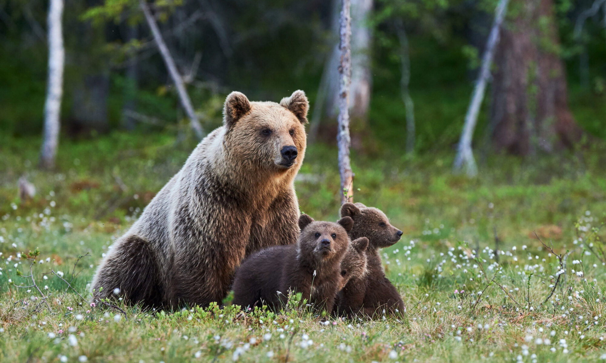 La población de osos pardos en los Pirineos alcanza cifras récord: crece a más de 100 ejemplares