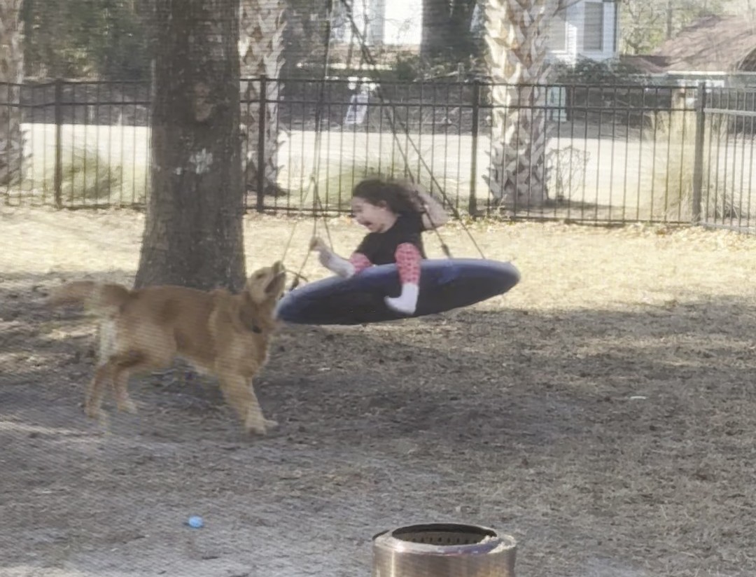 Golden Retrievers, the undisputed kings of TikTok: a viral phenomenon that conquers hearts