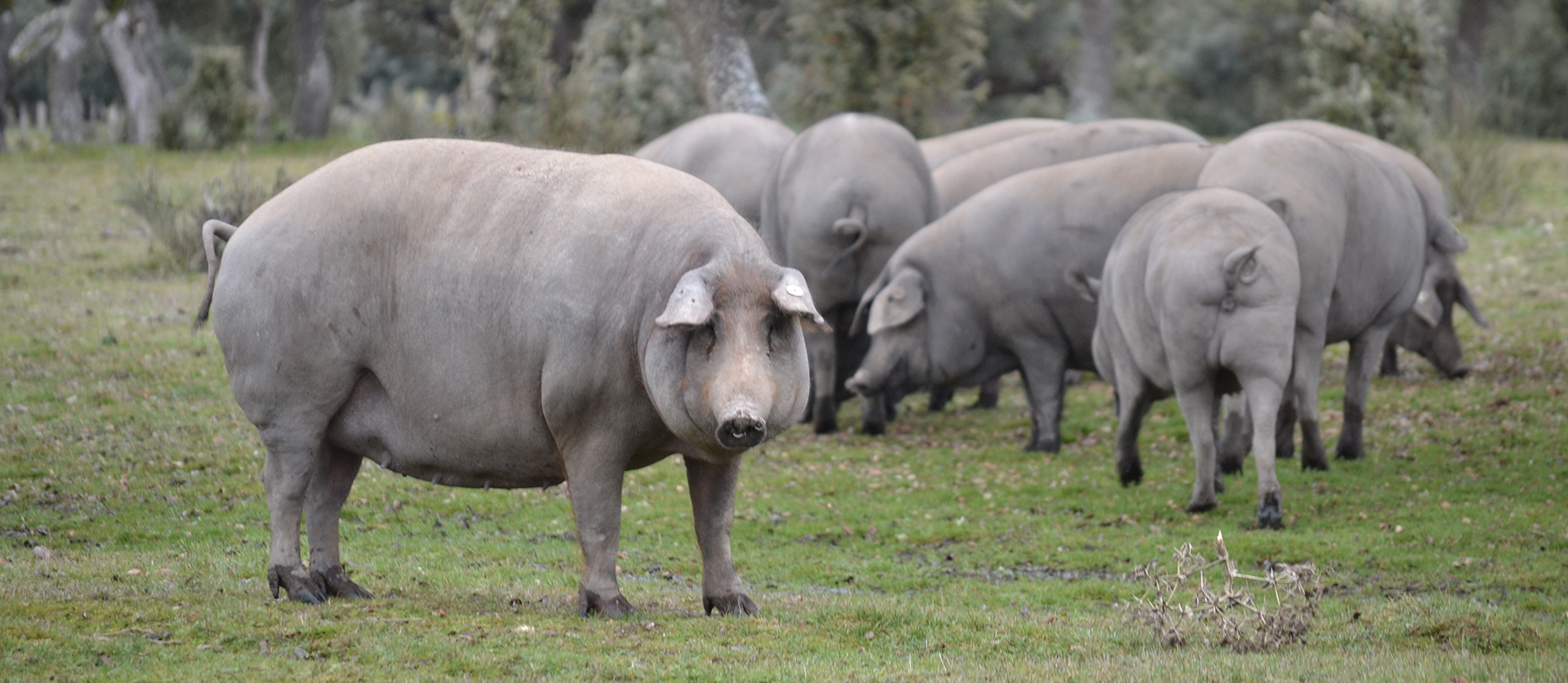 Jamón Ibérico: La Guerra de la Pureza Racial Desata la Tormenta en la Gastronomía Española