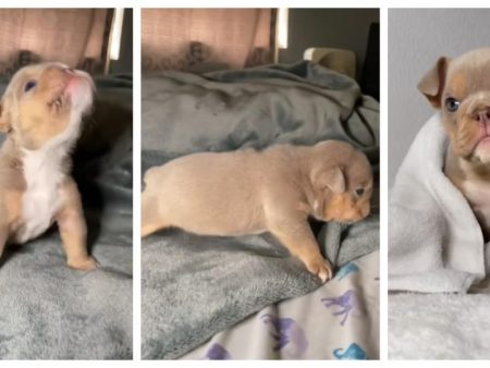 El cachorro de Bulldog inglés que ha enamorado a las redes por cómo da sus primeros pasos