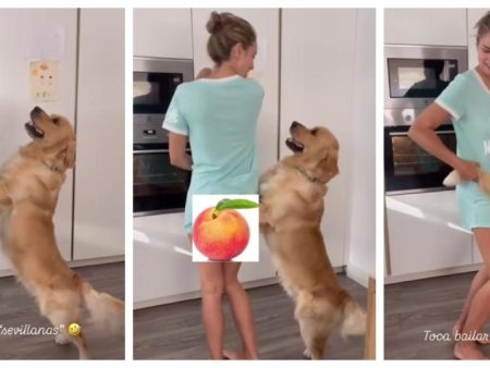El Golden Retriever que ha conquistado a las redes por cómo reacciona al bailar sevillanas con su dueña