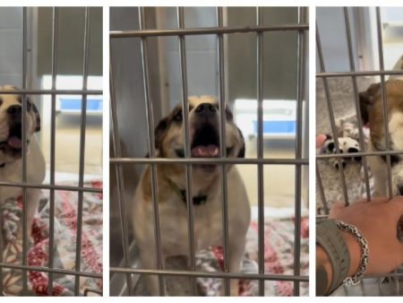 La reacción de un Bulldog inglés al ser adoptado tras años en una perrera