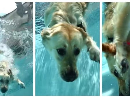 El Golden Retriever que ha enamorado a las redes por cómo reacciona al sumergirse en la piscina para coger una piedra del fondo