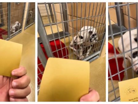 La inesperada reacción de un Dálmata cachorro al ser adoptado por una familia