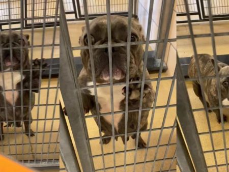 La emocionante reacción de un Bulldog al darse cuenta que ha sido adoptado