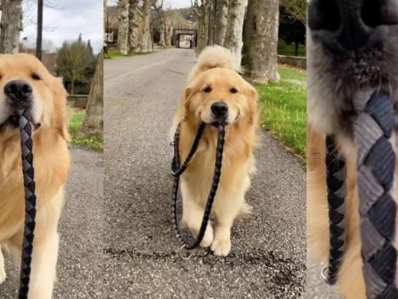 El Golden Retriever que ha enamorado las redes por cómo se pasea a sí mismo