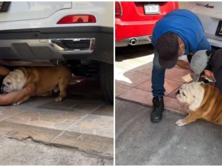 La reacción de un Bulldog inglés al ver que sus dueños quieren bañarlo