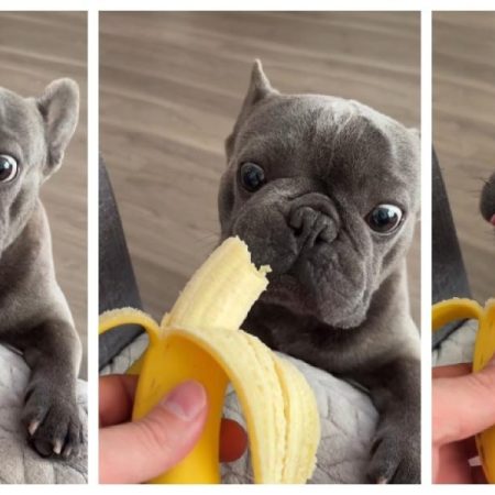 La tierna reacción de este Bulldog francés al probar por primera vez un plátano