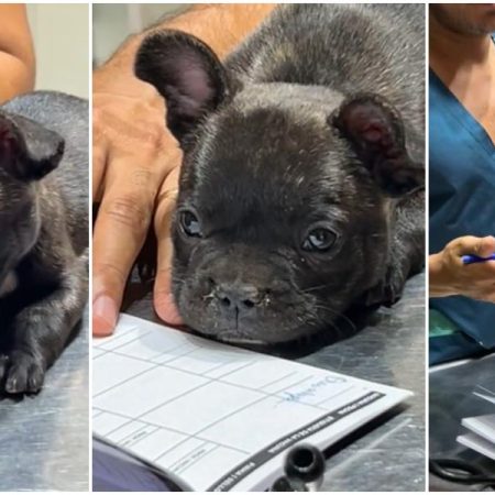 El Bulldog francés cachorro que ha enamorado a las redes durante su primera visita al veterinario: “Está más atento que yo cuando voy al médico”