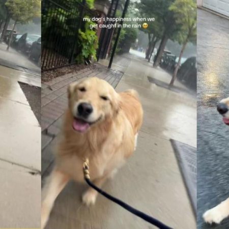 El Golden Retriever que ha conquistado las redes por su reacción a la lluvia durante su paseo