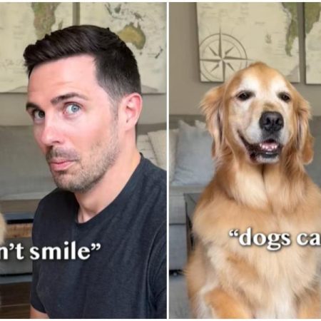 El Golden Retriever que ha impresionado a las redes por cómo sabe cambiar de expresión: “¿Cómo le has enseñado eso?”