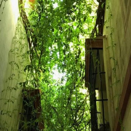 La calle más verde y estrecha de Sevilla esconde un horrible pasado, pero eso no ha evitado que se haga viral