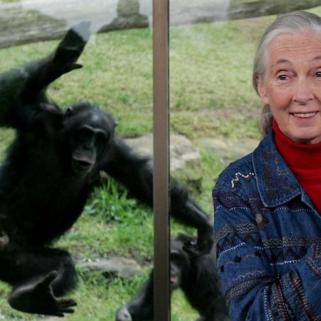 Muere la etóloga Jane Goodall, la mayor experta mundial en chimpancés