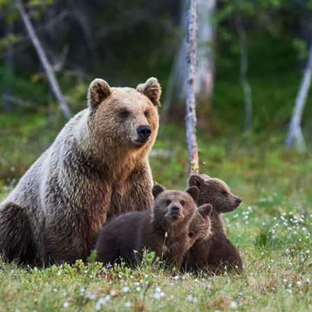 Grows to More Than 100 Copies