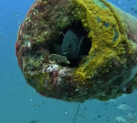 El legado de Barbanegra: descubrimientos arqueológicos que revelan la vida del infame pirata