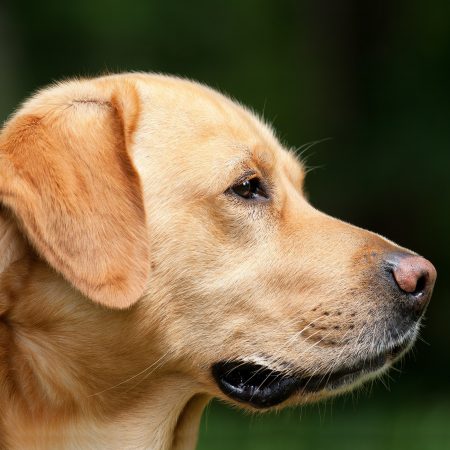 How Dogs and Their Owners Recognize Each Other Through Smell