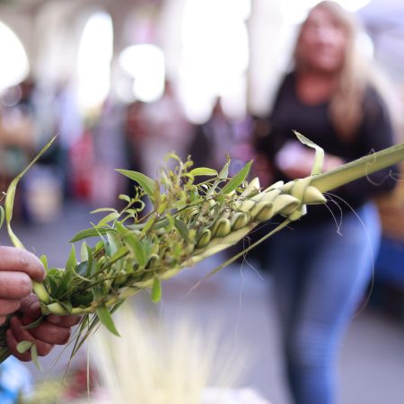 El Arte Olvidado del Domingo de Ramos: Palmas y Palmones en Peligro