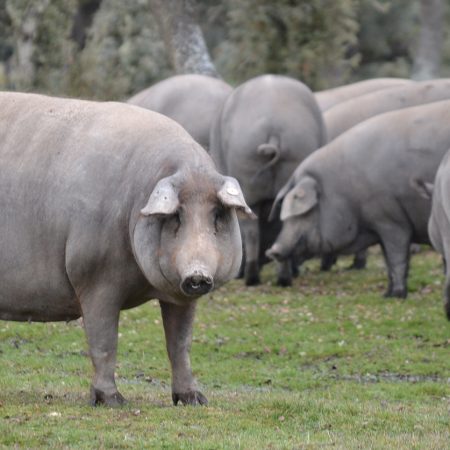 Jamón Ibérico: La Guerra de la Pureza Racial Desata la Tormenta en la Gastronomía Española